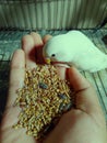 Eating budgerigar